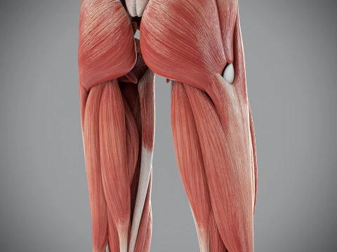 Human Male Muscular Anatomy 3D Model
