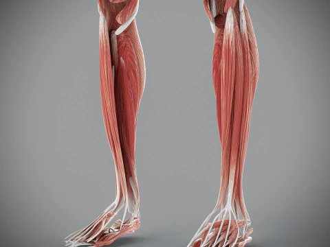 Human Male Muscular Anatomy 3D Model