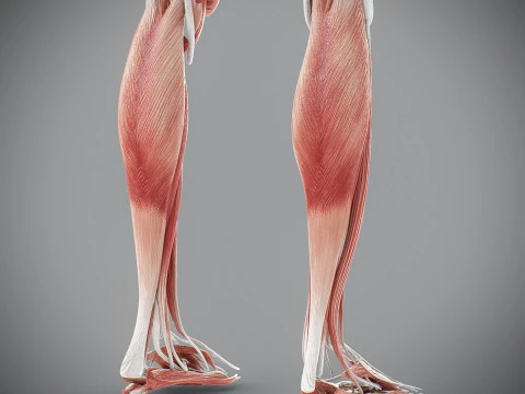 Human Male Muscular Anatomy 3D Model