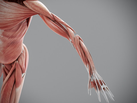 Human Male Muscular Anatomy Modello 3D