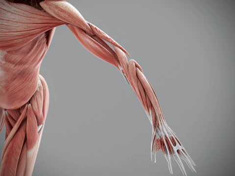 Human Male Muscular Anatomy 3D Model