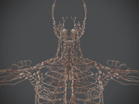 Human Male Lymphatic Anatomy Model 3D