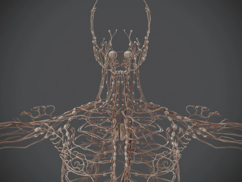 Human Male Lymphatic Anatomy 3D Model