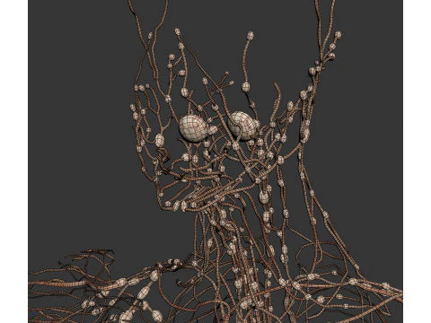 Human Male Lymphatic Anatomy 3D Model