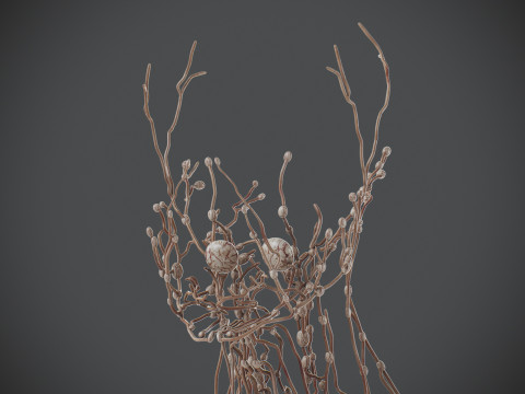 Human Male Lymphatic Anatomy Model 3D
