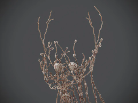 Human Male Lymphatic Anatomy 3D Model
