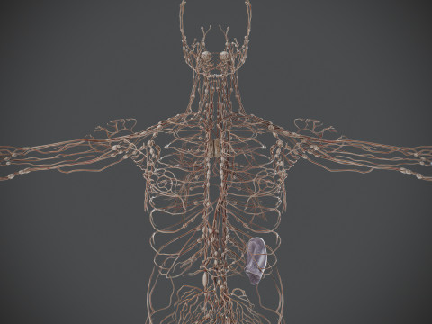 Human Male Lymphatic Anatomy Model 3D