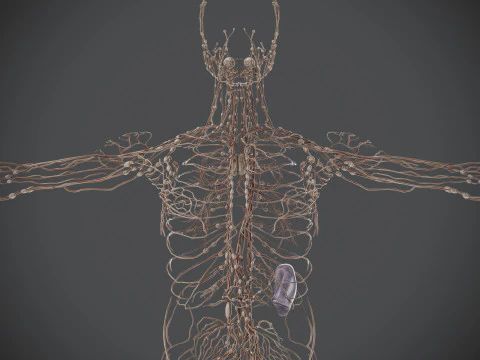 Human Male Lymphatic Anatomy 3D Model