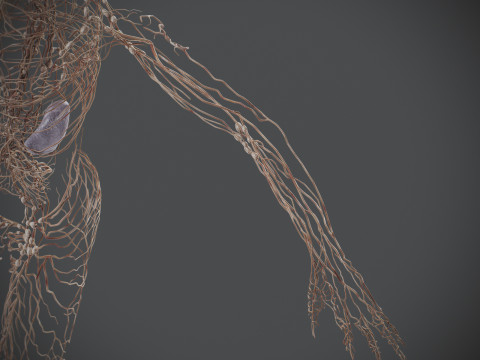Human Male Lymphatic Anatomy Model 3D