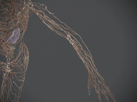 Human Male Lymphatic Anatomy 3D Model