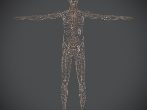 Human Male Lymphatic Anatomy Model 3D