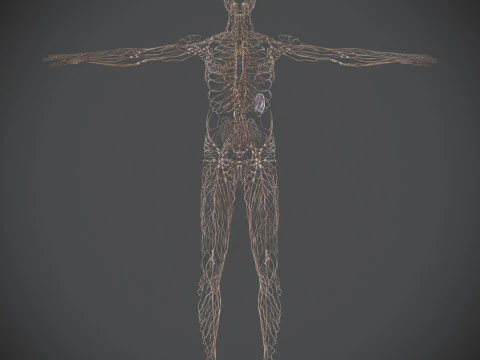 Human Male Lymphatic Anatomy 3D Model