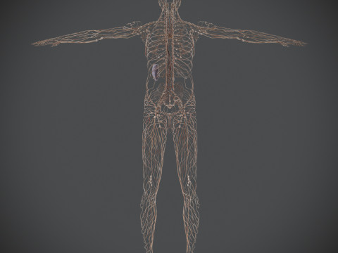 Human Male Lymphatic Anatomy Model 3D