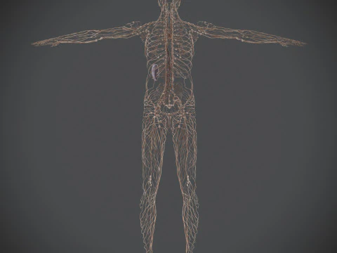 Human Male Lymphatic Anatomy 3D Model