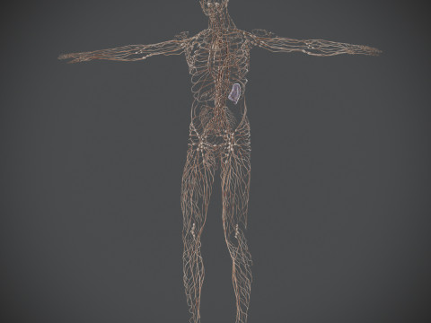 Human Male Lymphatic Anatomy Model 3D