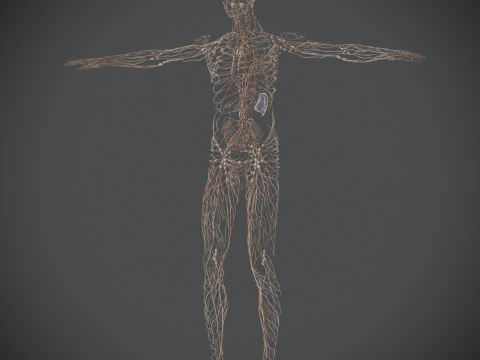 Human Male Lymphatic Anatomy 3D Model