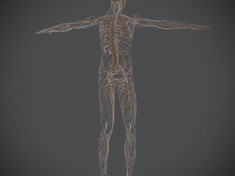 Human Male Lymphatic Anatomy Model 3D
