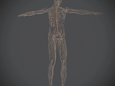 Human Male Lymphatic Anatomy 3D Model