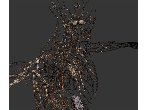 Human Male Lymphatic Anatomy Model 3D