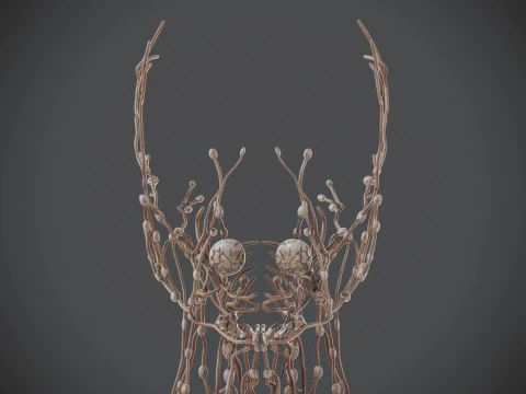 Human Male Lymphatic Anatomy 3D Model