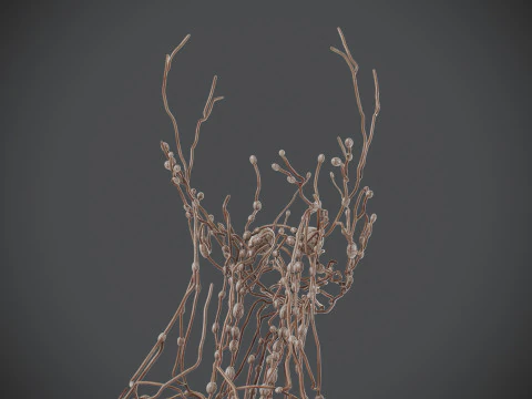Human Male Lymphatic Anatomy 3D Model