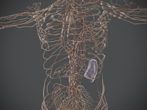 Human Male Lymphatic Anatomy Model 3D