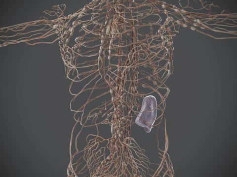 Human Male Lymphatic Anatomy 3D Model