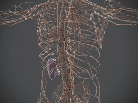Human Male Lymphatic Anatomy 3D Model