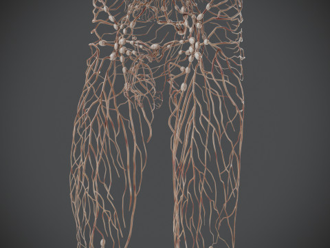 Human Male Lymphatic Anatomy Model 3D