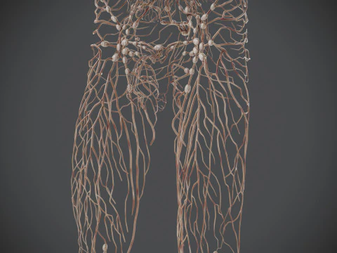 Human Male Lymphatic Anatomy 3D Model