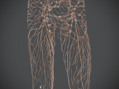 Human Male Lymphatic Anatomy Model 3D