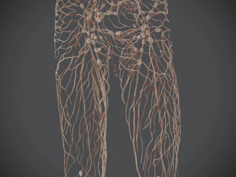 Human Male Lymphatic Anatomy 3D Model