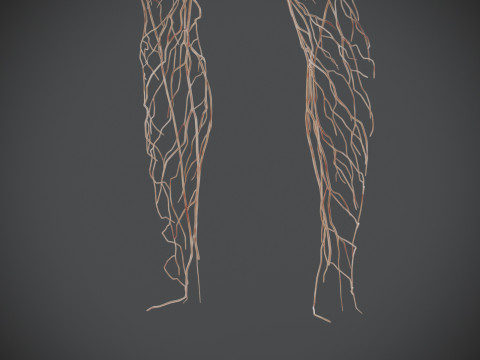 Human Male Lymphatic Anatomy Model 3D