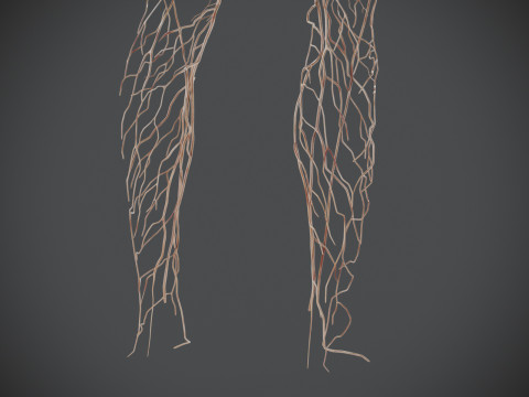 Human Male Lymphatic Anatomy Model 3D