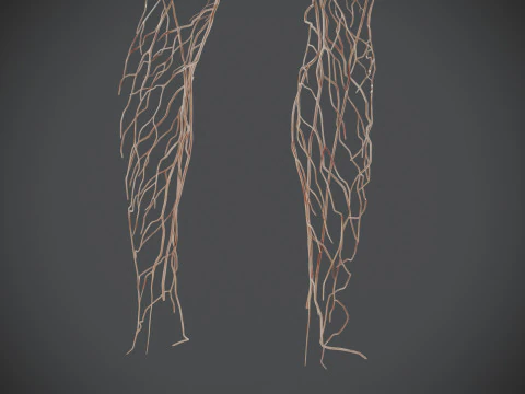 Human Male Lymphatic Anatomy 3D Model