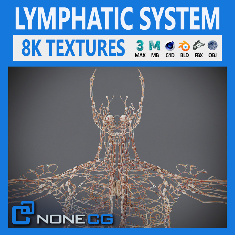 Human Male Lymphatic Anatomy Model 3D .c4d .max .obj .3ds .fbx .stl .blend