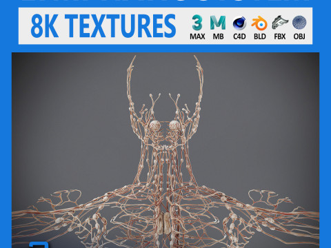 Human Male Lymphatic Anatomy 3D Model
