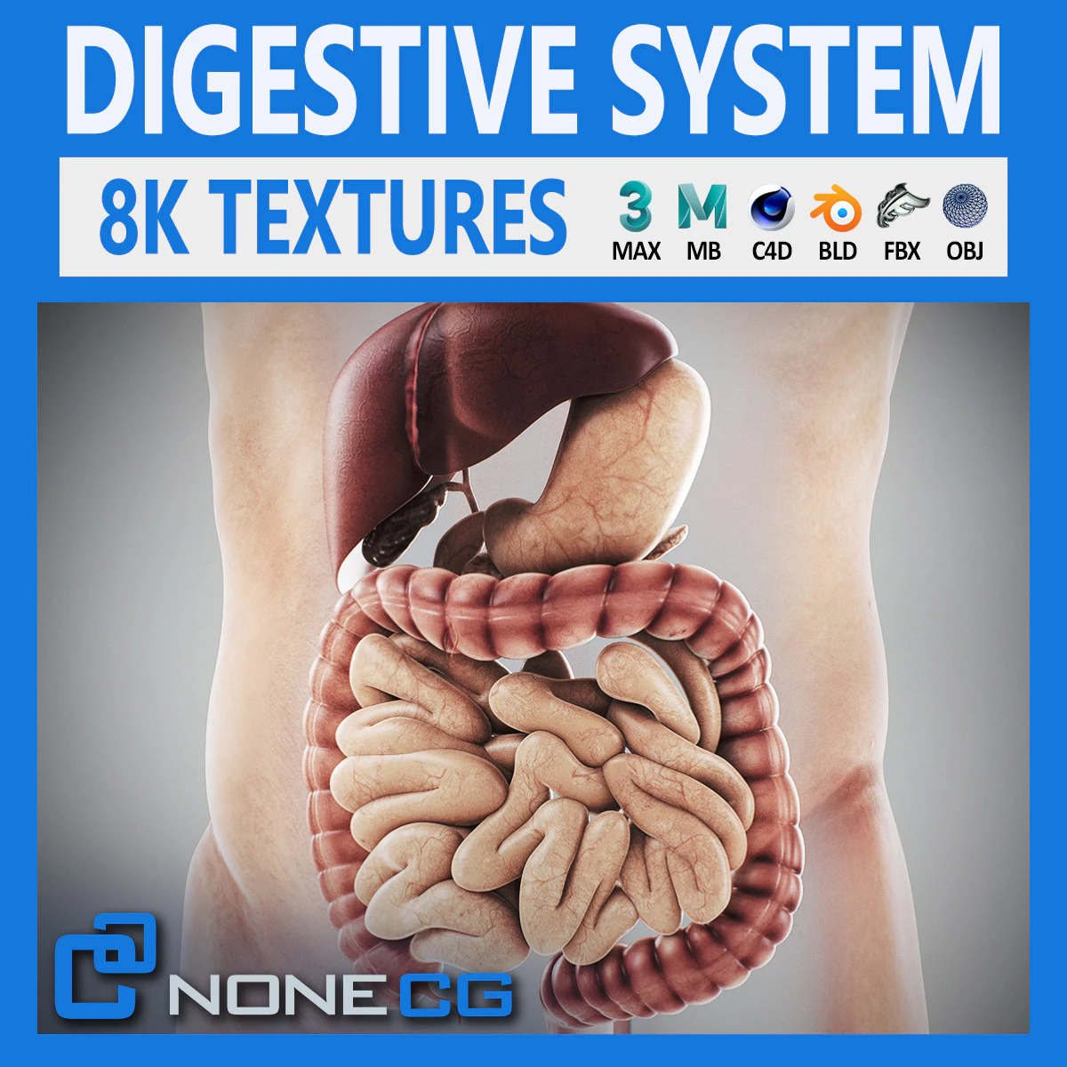 Human Male Digestive Anatomy 3D Model .c4d .max .obj .3ds .fbx .stl .blend 