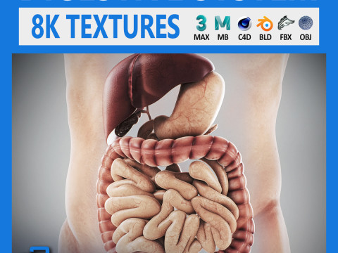 Human Male Digestive Anatomy 3D Model
