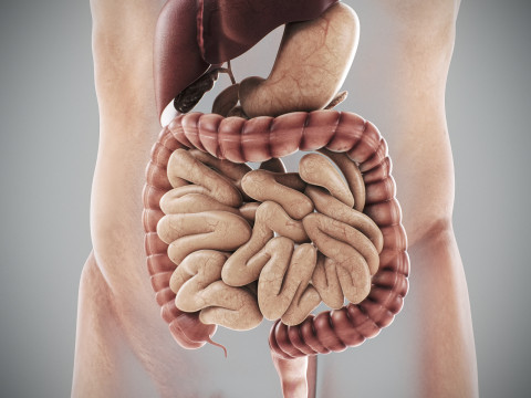 Human Male Digestive Anatomy 3D Model