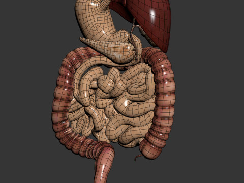 Human Male Digestive Anatomy 3D Model