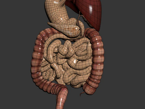 Human Male Digestive Anatomy 3D Model