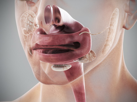 Human Male Digestive Anatomy 3D Model