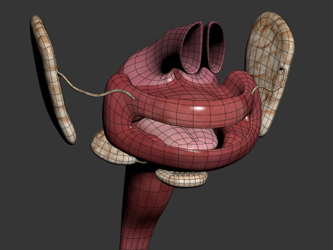 Human Male Digestive Anatomy 3D Model