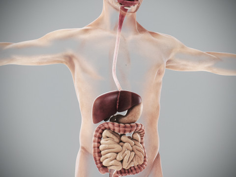 Human Male Digestive Anatomy 3D Model