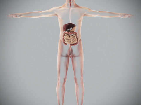 Human Male Digestive Anatomy 3D Model