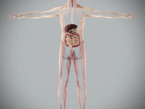 Human Male Digestive Anatomy 3D Model