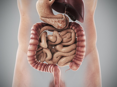 Human Male Digestive Anatomy 3D Model