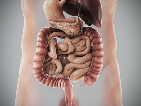 Human Male Digestive Anatomy 3D Model