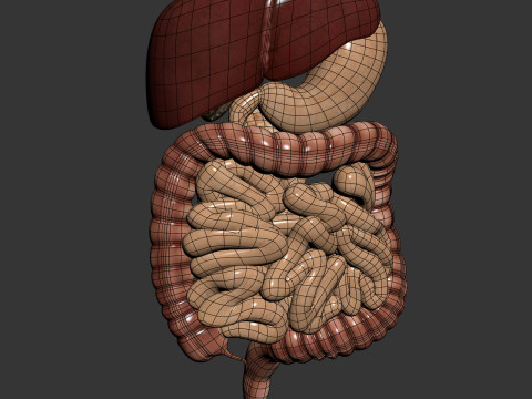 Human Male Digestive Anatomy 3D Model